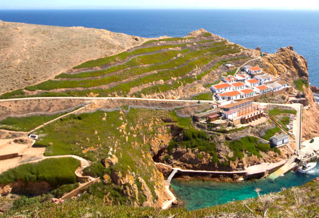 Berlenga grande